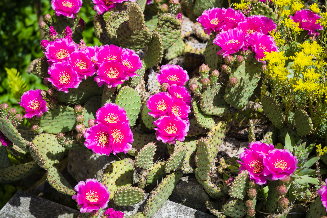 Exoten und Garten Opuntie X basilaris "Berlin"