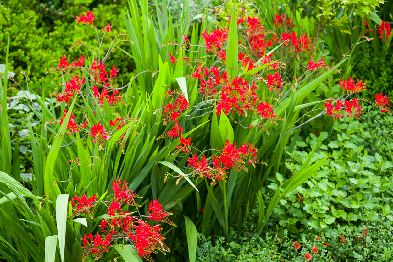 Exoten und Garten Feuerrot